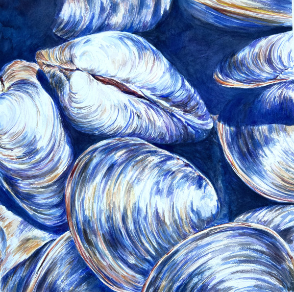 Clams by Eileen Baumeister McIntyre