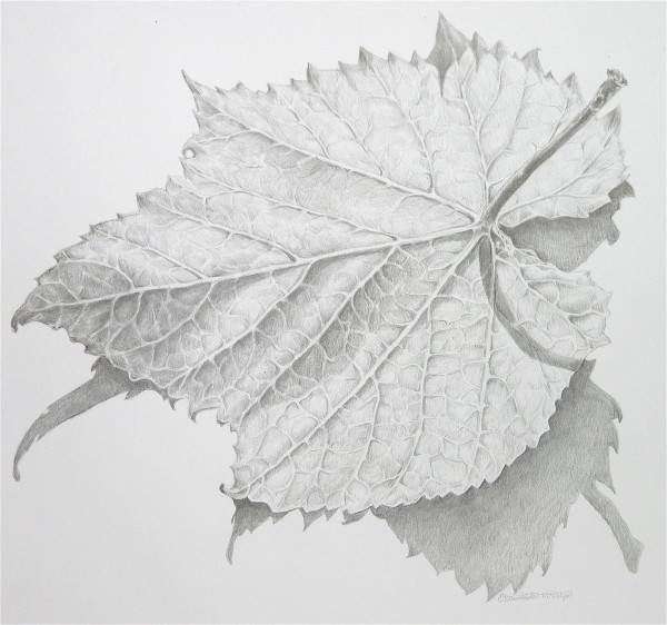 Wild Grape Leaf by Eileen Baumeister McIntyre