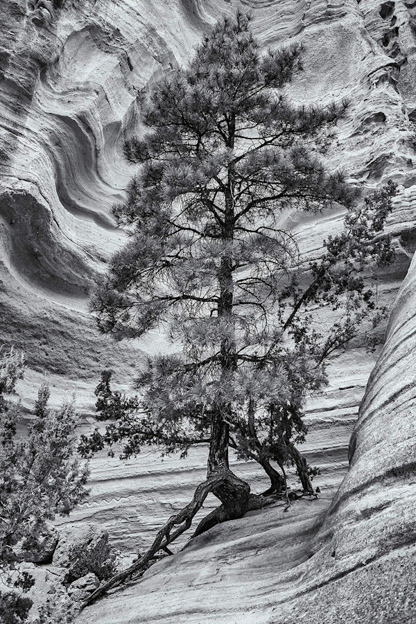 Slot Canyon Tree by Gerry Gilberti