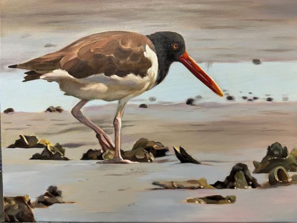 Long Island Oyster Catcher by Stephanie Erdel-Laws