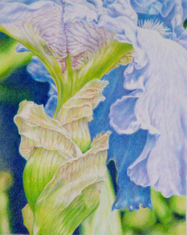 Iris by Eileen Baumeister McIntyre