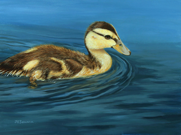 Mallard Duckling by J Elaine Senack