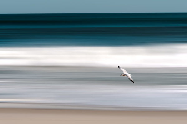 Hovering Seagull by Andy Small