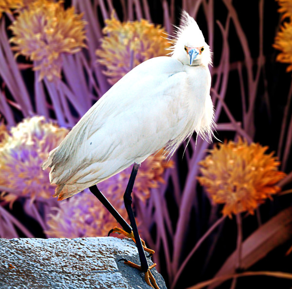 Snowy Egret with Chives by Susan Saunders