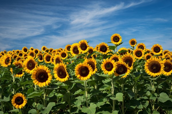 Sunflowers by Mike McLaughlin