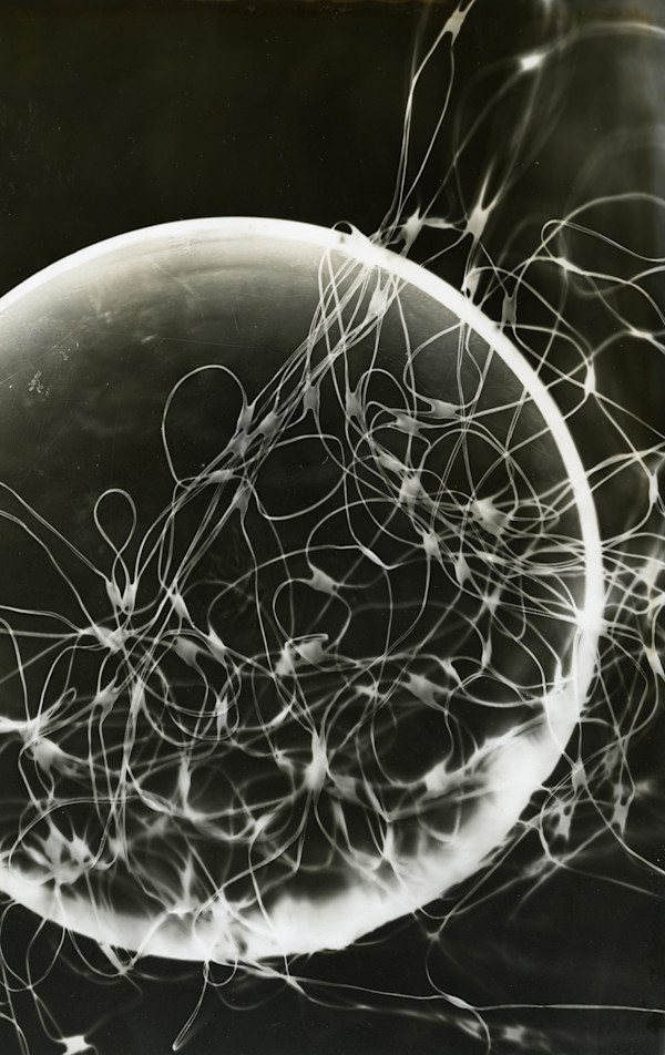 Photogram #54 by Erickson Estate