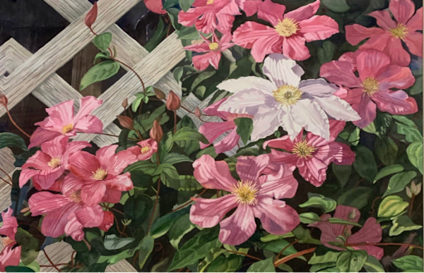 Clematis by Ellen Duncan