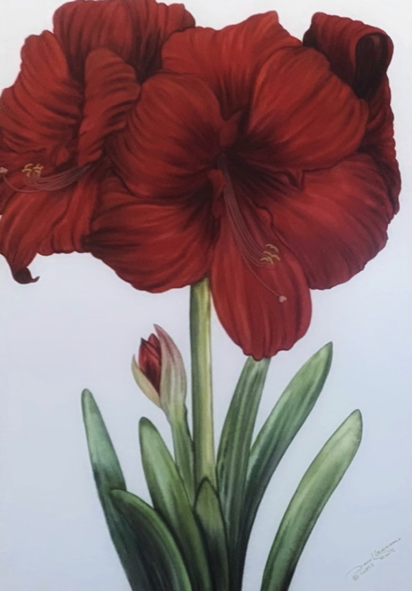 Amaryllis by Diane Lawrence