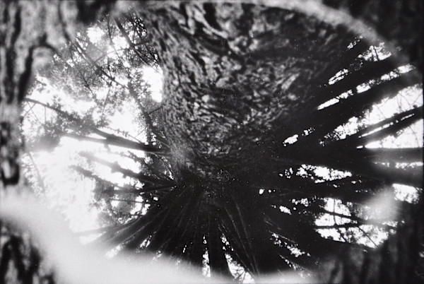 Huge Beautiful Reflection, Golden Gate Park by Charles Marie Reilly, Image 1.