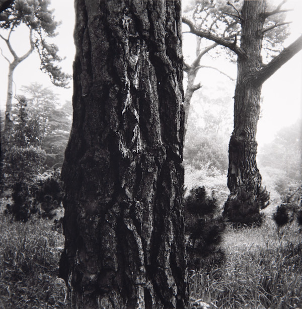 Bishop Pines (In the Fog 2) by Charles Marie Reilly, Image 1.