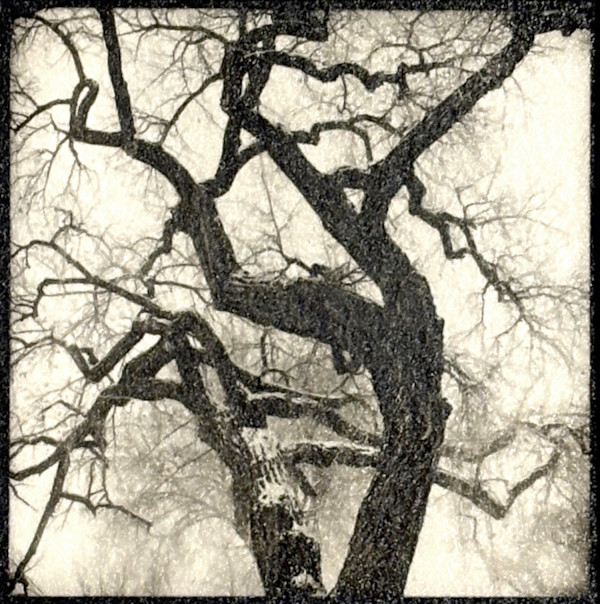 Cottonwood, Santa Fe by Charles Marie Reilly, Image 1.