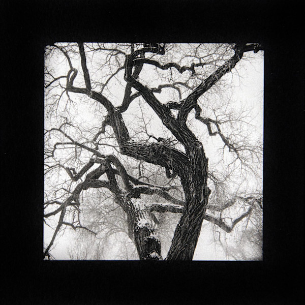Cottonwood, Santa Fe by Charles Marie Reilly, Image 1.