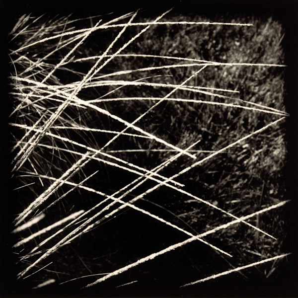 Design in Nature, Oakland by Charles Marie Reilly, Image 1.