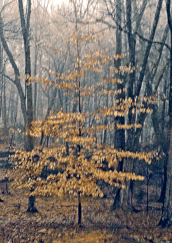 Maria's Woods by Charles Marie Reilly, Image 1.