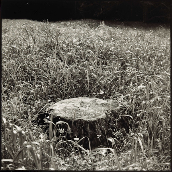 Stump (Strybing Arboretum) by Charles Marie Reilly, Image 1.