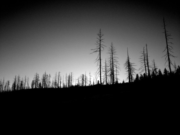 After The Fire / Oregon by Helen Dennis Studio