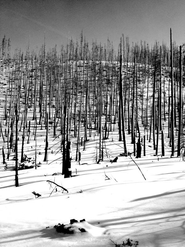 Black Char / White Snow by Helen Dennis Studio