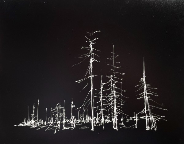 Oregon Trees / After The Fire by Helen Dennis Studio