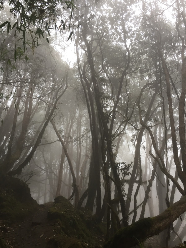 Morning Mist Amongst The Trees, Nepal by Helen Dennis Studio