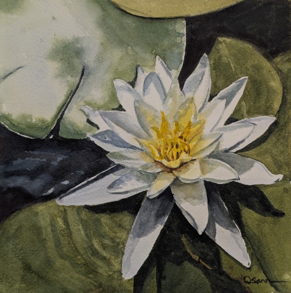 Water Lily #1 by Rick Osann Art