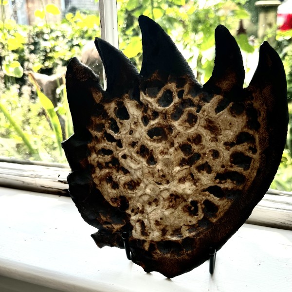 Sea Wrack #6 by Jennifer K Brown