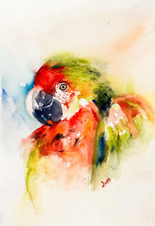 Macaw by URVAAA