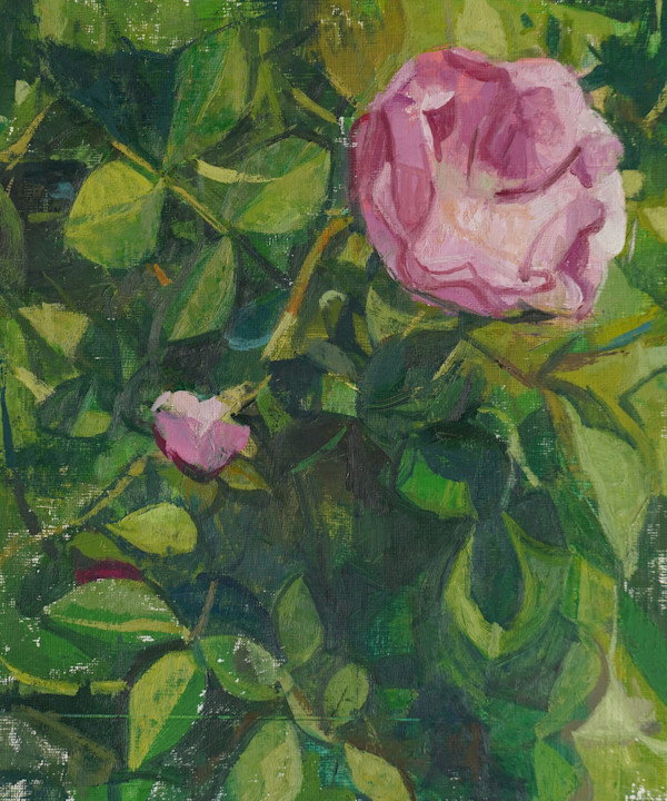 Pink Rose by Amy Scherer, Image 1.
