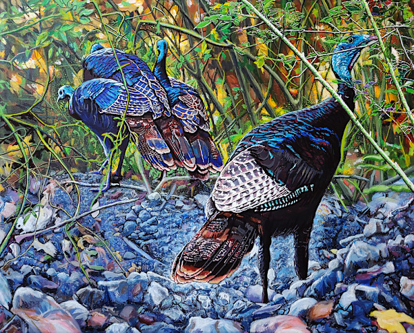 Wild Turkeys Peacefully Foraging by Fletcher Hayes