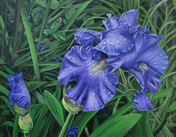 Irises by Fletcher Hayes