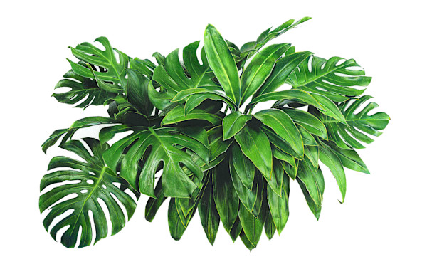 Monstera by Taiki Shinohara