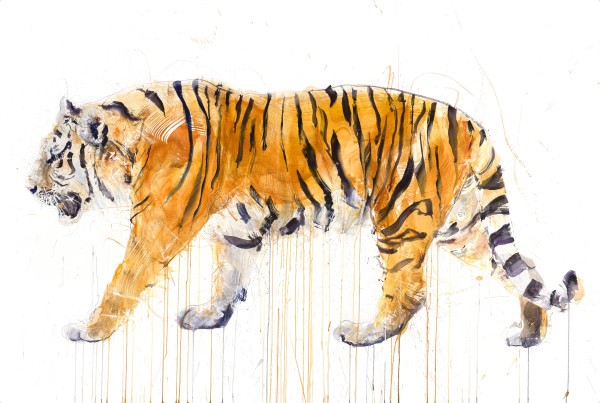 Tiger Walking by Dave White