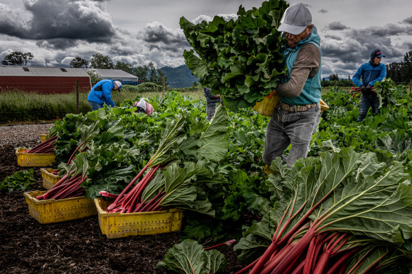 Harvesting Rhubarb by Craig J. Barber