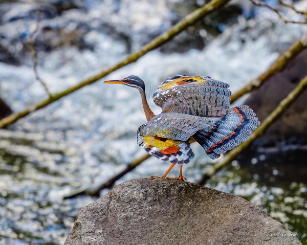 Sunbittern by Glenn H. Chambliss