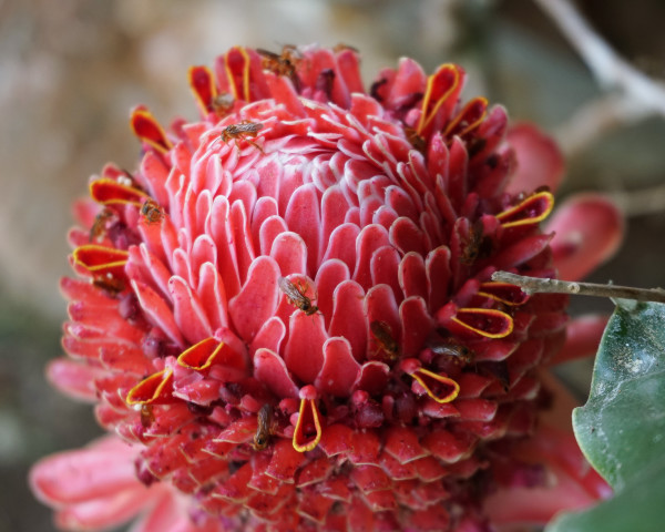 Jatai Stingless Bees Visiting Red Torch Ginger Blossom – Mato Grosso, Brazil by Michelle Rogers