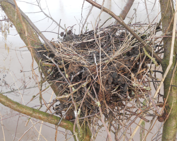 Left Home or Natural Shelter by Barbara Schneider