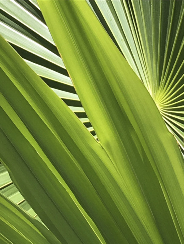 Photosynthesis by Jennifer Willoughby