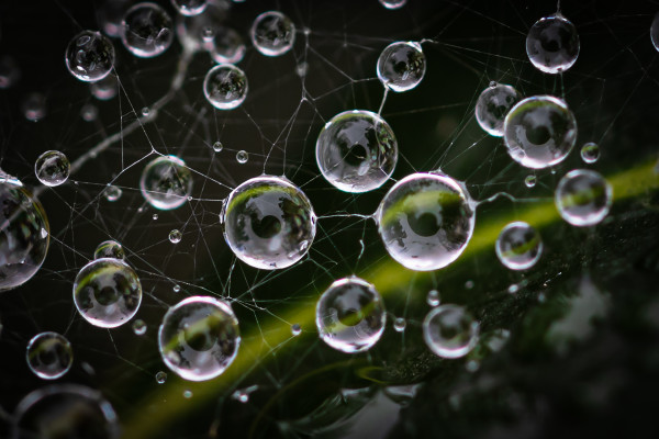 Morning Dew by Ellen Zimmerman