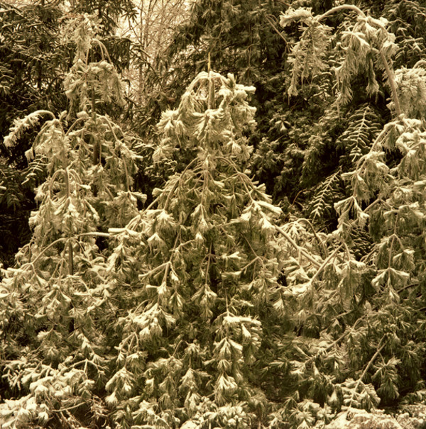 The Great Forest #8, Canfield:  Winter by Hugh Martin