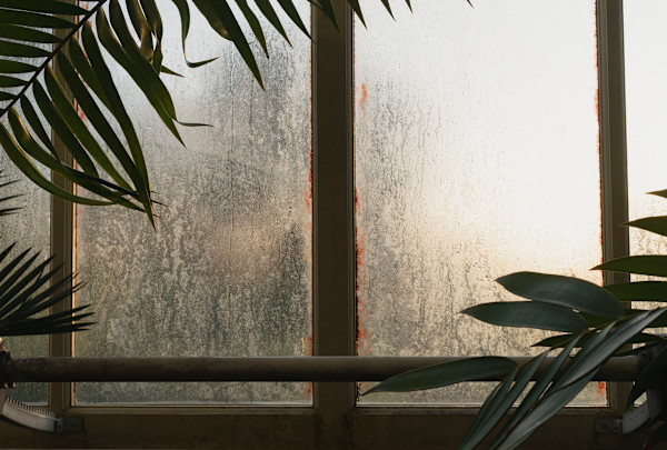 Botanic Gardens 22, Dublin by Hugh Martin