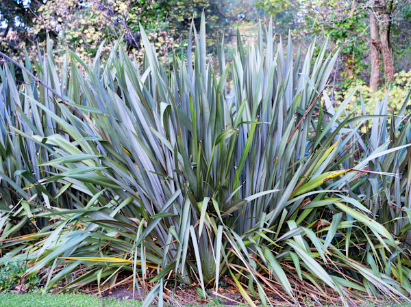 Botanic Gardens 11, Dublin by Hugh Martin, Image 1.