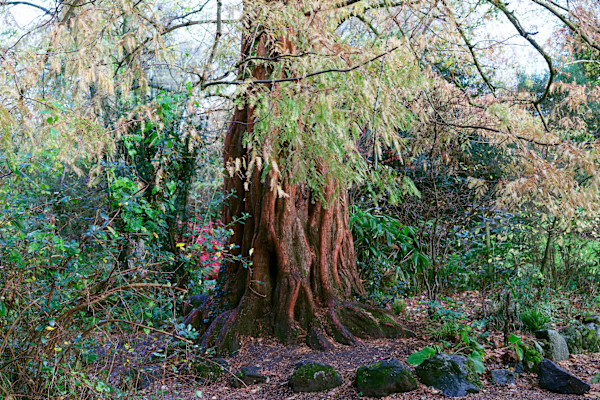 Botanic Gardens 5, Belfast by Hugh Martin