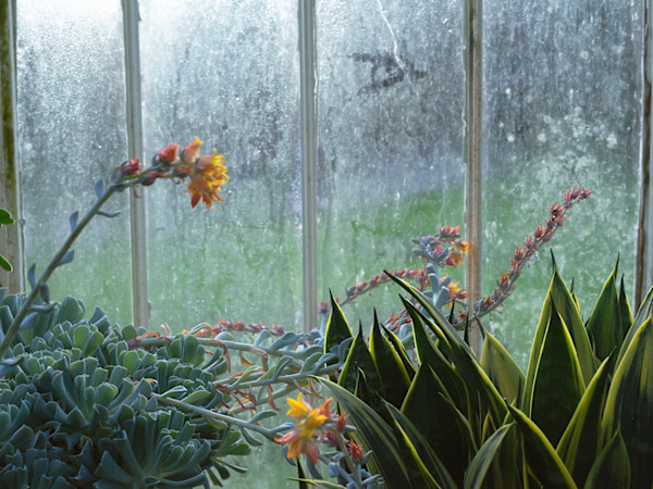 Botanic Gardens 6, Belfast by Hugh Martin