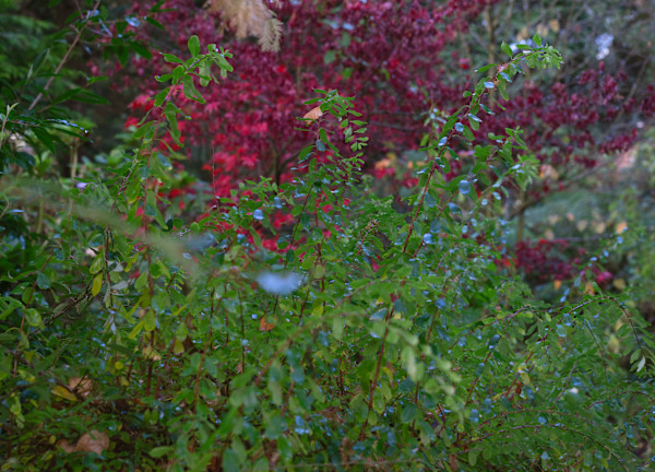 Botanic Gardens 21, Belfast by Hugh Martin