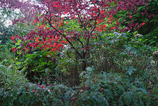 Botanic Gardens 20, Belfast by Hugh Martin