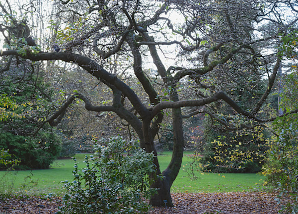 Botanic Gardens 14, Dublin by Hugh Martin
