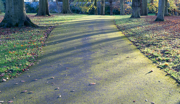 Botanic Gardens 10, Dublin by Hugh Martin