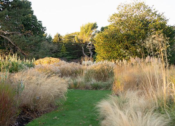 Botanic Gardens 19, Dublin by Hugh Martin