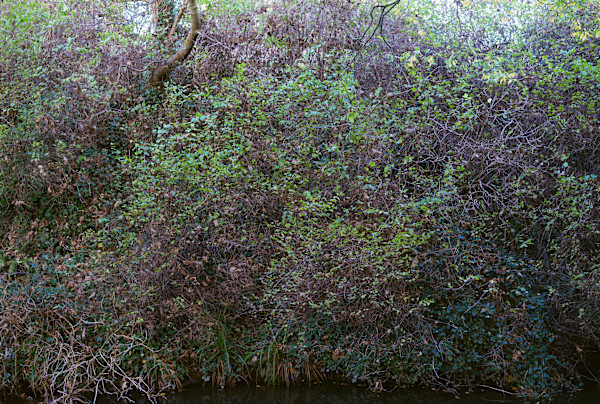 Botanic Gardens 12, Dublin by Hugh Martin