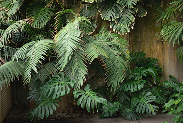 Botanic Gardens 16, Dublin by Hugh Martin, Image 1.