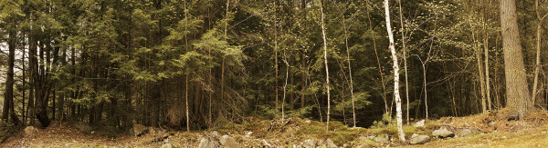 Forest Wall, Silent Lake by Hugh Martin